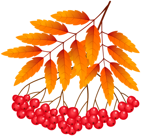 This png image - Fall Mountain Ash Plant PNG Clipart, is available for free download
