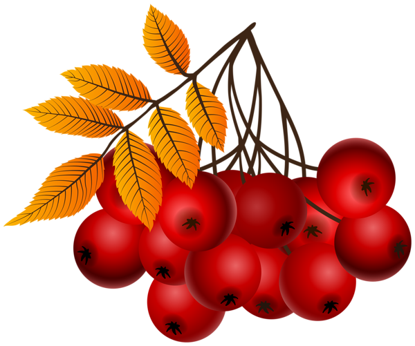 This png image - Fall Mountain Ash Plants PNG Clipart, is available for free download