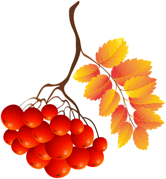 This png image - Fall Plant PNG Clip Art Image, is available for free download