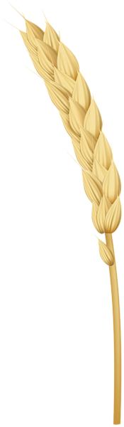 This png image - Golden Wheat PNG Clipart, is available for free download