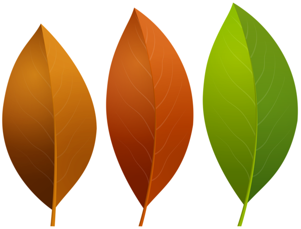 This png image - Leaves Set PNG Clipart, is available for free download
