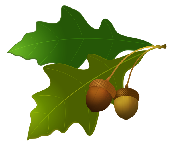 This png image - Leaves with Acorns, is available for free download