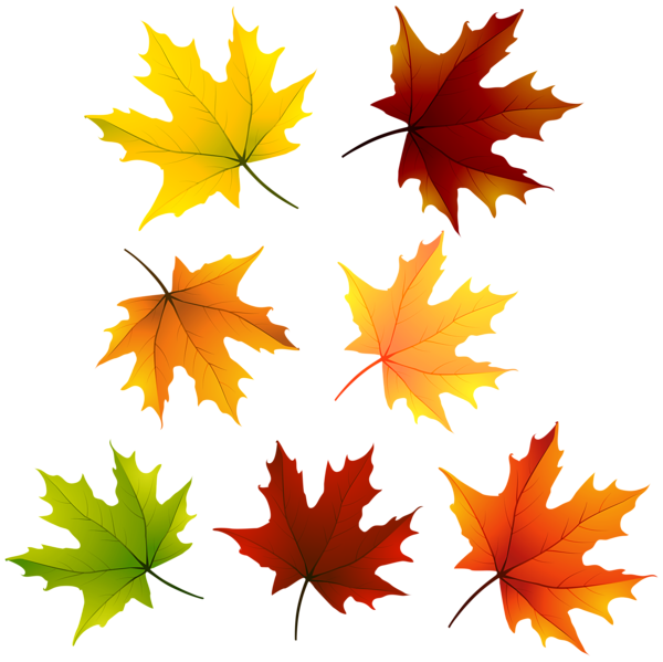 This png image - Maple Leaves PNG Clipart, is available for free download