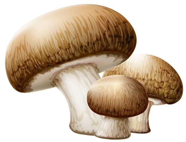 This png image - Mushrooms PNG Clipart Picture, is available for free download