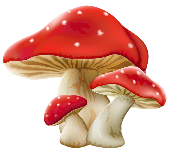 This png image - Mushrooms PNG Picture, is available for free download