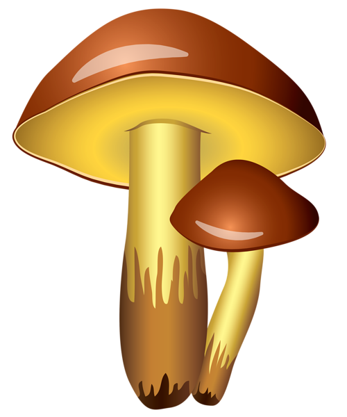 This png image - Mushrooms Transparent PNG Clipart Picture, is available for free download