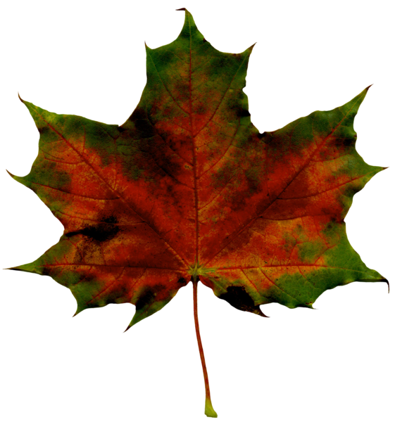 This png image - Red Fall Leaf PNG Clipart Image, is available for free download