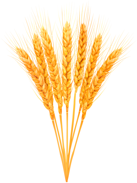 This png image - Ripe Wheat Classes PNG Clip Art Image, is available for free download