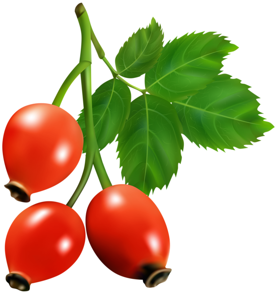 This png image - Rosehip Branch PNG Transparent Clipart, is available for free download