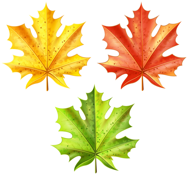 This png image - Set of Autumn Leaves Clip Art Image, is available for free download