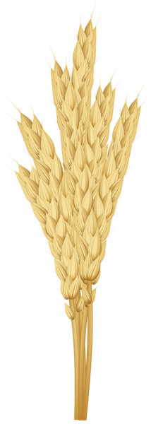This png image - Stems Golden Wheat PNG Clipart, is available for free download