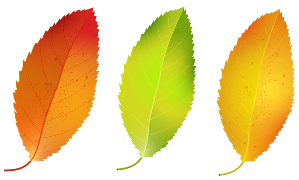 This png image - Three Fall Leaves Set PNG Clipart Image, is available for free download