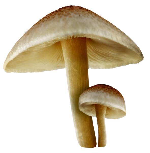 This png image - Transparent Fall Mushrooms PNG Picture, is available for free download