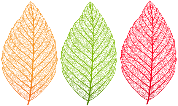 This png image - Transparent Leaves Set PNG Clip Art Image, is available for free download