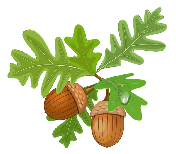 This png image - Transparent Leaves with Acorns, is available for free download