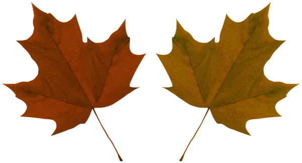 This png image - Two Autumn Leaves PNG Clipart, is available for free download