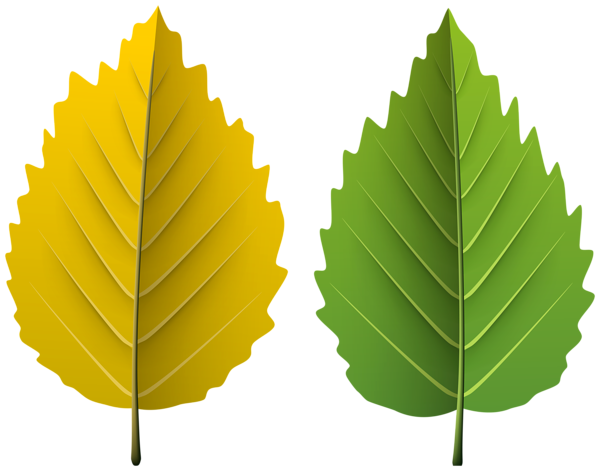 This png image - Two Leaves PNG Clipart, is available for free download