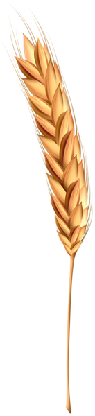 This png image - Wheat Class Clipart, is available for free download