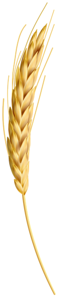 This png image - Wheat Class PNG Clipart, is available for free download