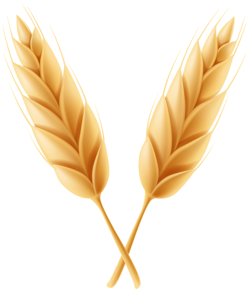 This png image - Wheat Classes PNG Clip Art Image, is available for free download