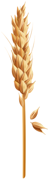 This png image - Wheat Grain PNG Clip Art Image, is available for free download