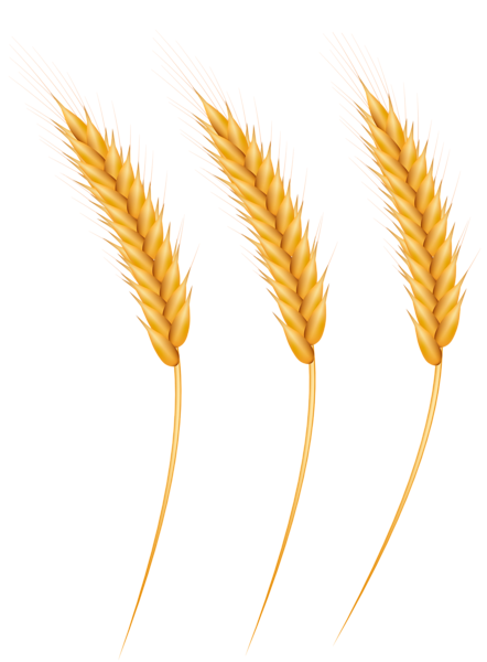 This png image - Wheat Grains PNG Clip Art Image, is available for free download