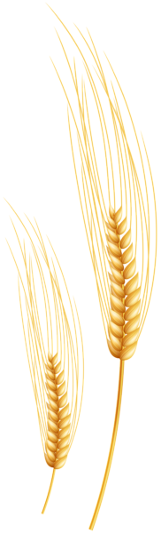 This png image - Wheat PNG Clip Art Image, is available for free download