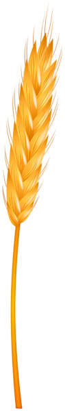 This png image - Wheat PNG Deco Clipart, is available for free download