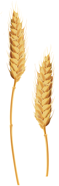This png image - Wheat Stalks Transparent Clip Art Image, is available for free download