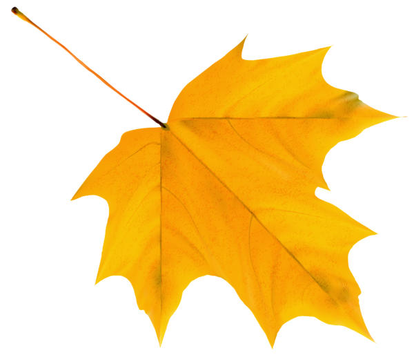 This png image - Yellow Autumn Leaf PNG Clipart Image, is available for free download