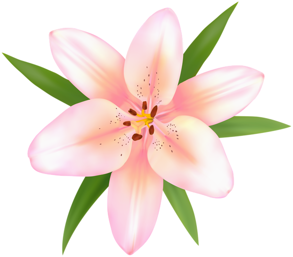 This png image - Alstroemeria Flower PNG Clip Art Image, is available for free download