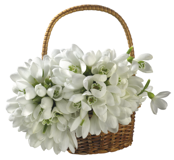 This png image - Basket with Spring Snowdrops PNG Transparent Picture, is available for free download