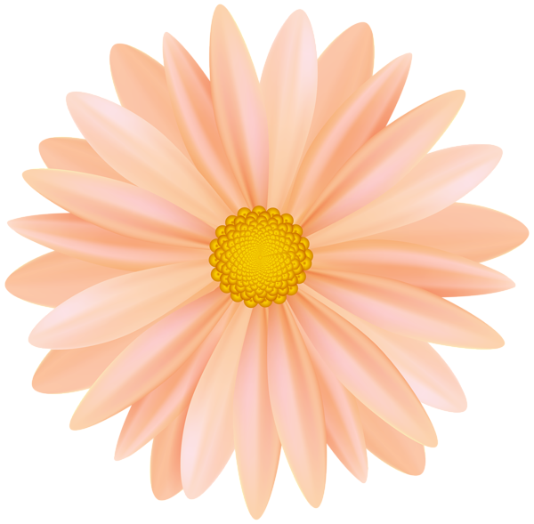 This png image - Beautiful Orange Flower PNG Transparent Clipart, is available for free download