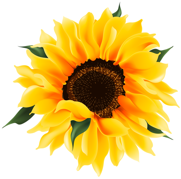 This png image - Beautiful Sunflower PNG Transparent Clipart, is available for free download