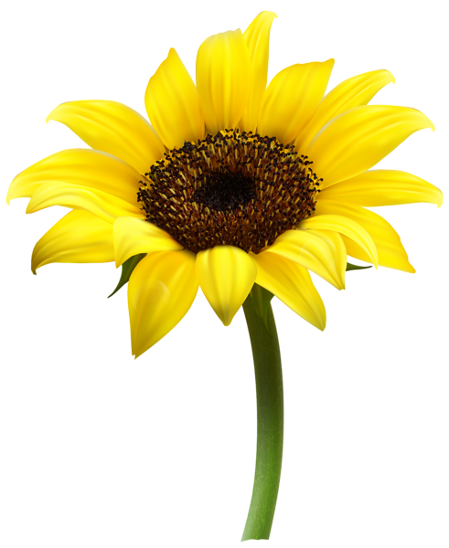 Free Free 100 Clear Background Sunflower Clipart Transparent Transparent Sunflower Border Png SVG PNG EPS DXF File