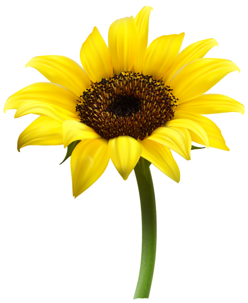 This png image - Beautiful Sunflower Transparent PNG Clip Art Image, is available for free download