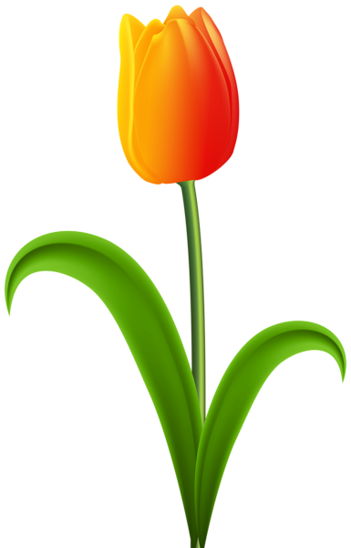 This png image - Beautiful Tulip Transparent PNG Clip Art, is available for free download