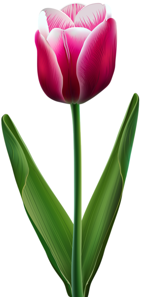 This png image - Beautiful Tulip Transparent PNG Clip Art Image, is available for free download