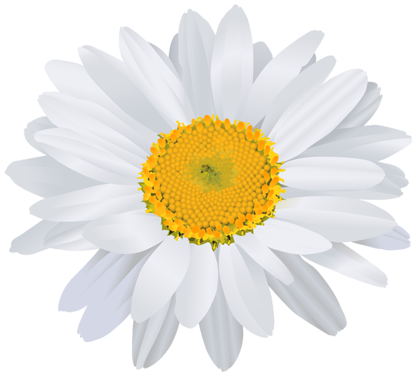 This png image - Beautiful White Daisy PNG Clip Art Image, is available for free download