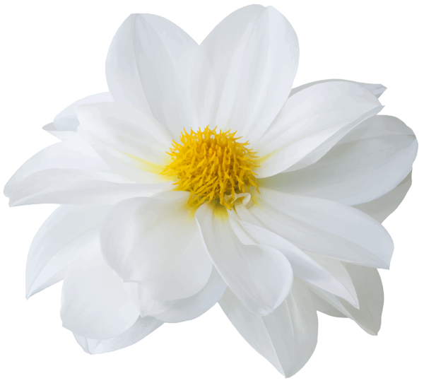 This png image - Beautiful White Flower PNG Clip Art Image, is available for free download