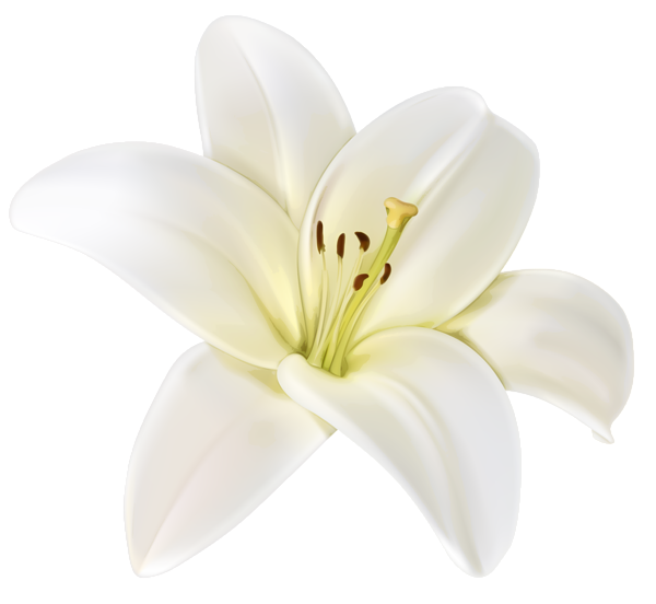 Lily Flower Blue PNG Transparent Clipart​  Gallery Yopriceville -  High-Quality Free Images and Transparent PNG Clipart