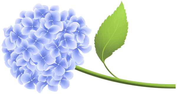 This png image - Blue Hortensia PNG Clip Art, is available for free download