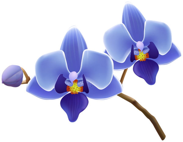 This png image - Blue Orchid PNG Clipart, is available for free download