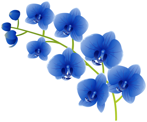 This png image - Blue Orchids PNG Clipart, is available for free download
