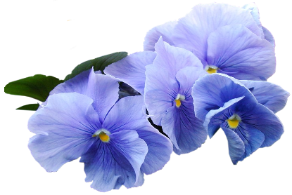 This png image - Blue Violet Flower PNG Clipart, is available for free download
