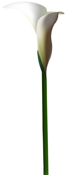 This png image - Calla Lily Flower PNG Clip Art Image, is available for free download