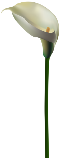 This png image - Calla Lily Flower Transparent PNG Clip Art Image, is available for free download