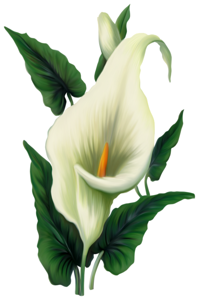 This png image - Calla Lily PNG Picture, is available for free download