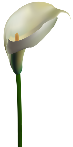 This png image - Calla Lily Transparent PNG Clip Art Image, is available for free download