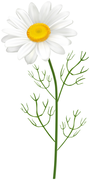 This png image - Camomile PNG Clipart, is available for free download